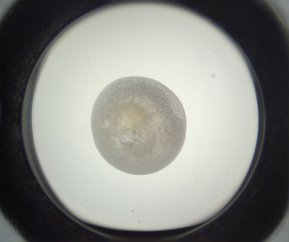 folderID397_plateID3397_batchID19747_wellNum76_profileID1_d1_r301662_ef.jpg