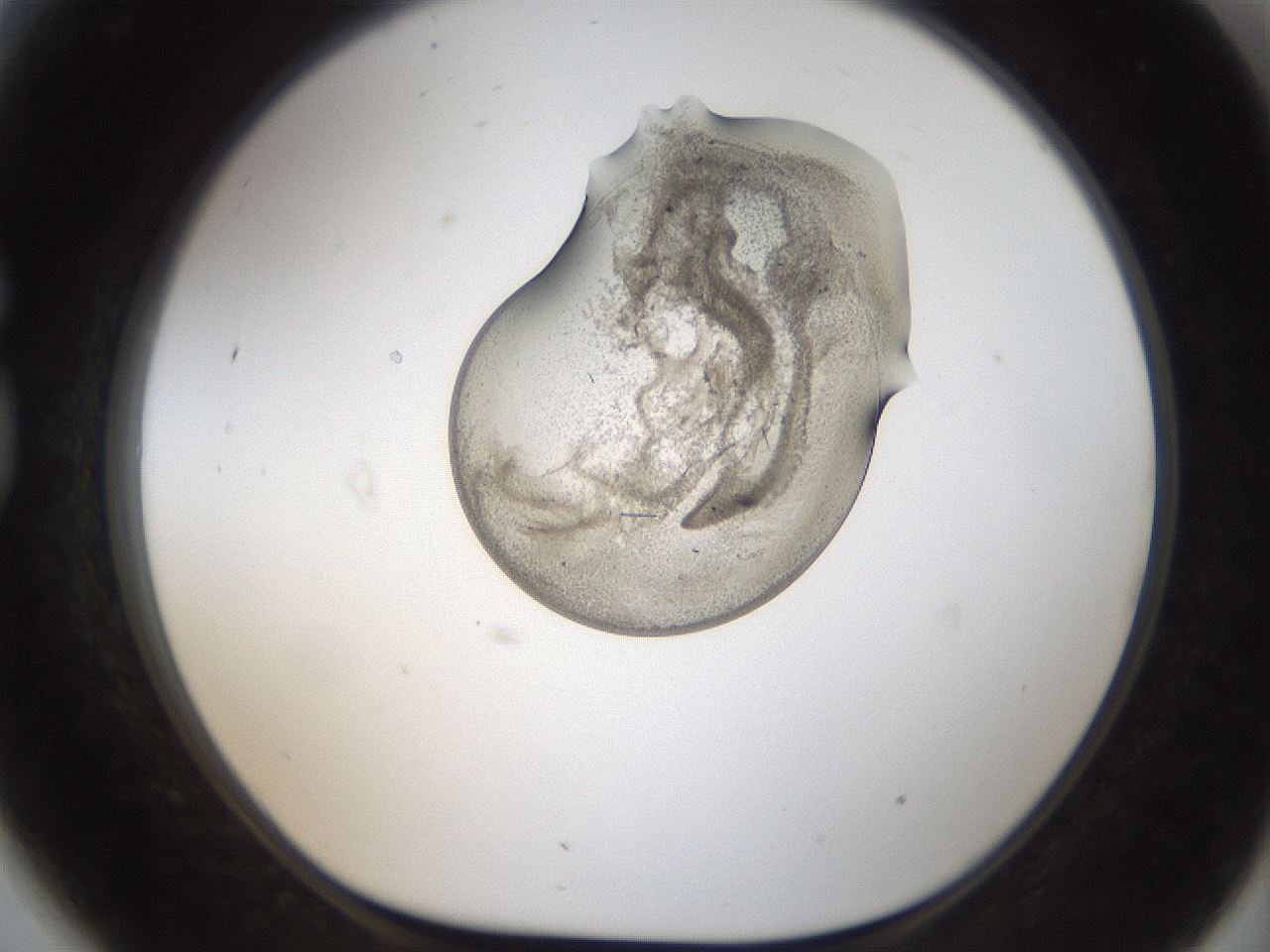 folderID96_plateID2096_batchID9175_wellNum81_profileID1_d1_r140186_ef.jpg