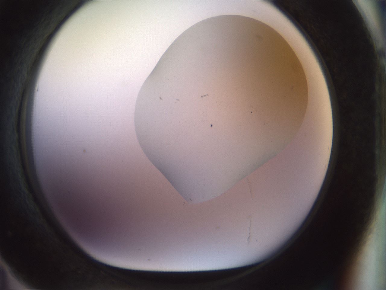 folderID921_plateID1921_batchID8271_wellNum71_profileID1_d1_r127980_ef.jpg