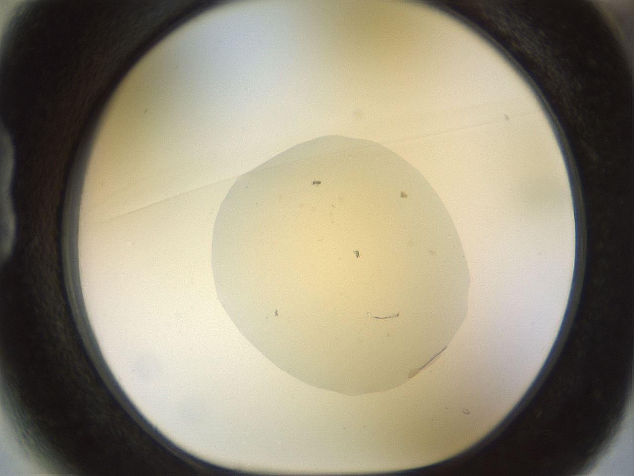 folderID932_plateID1932_batchID8307_wellNum13_profileID1_d1_r128925_ef.jpg