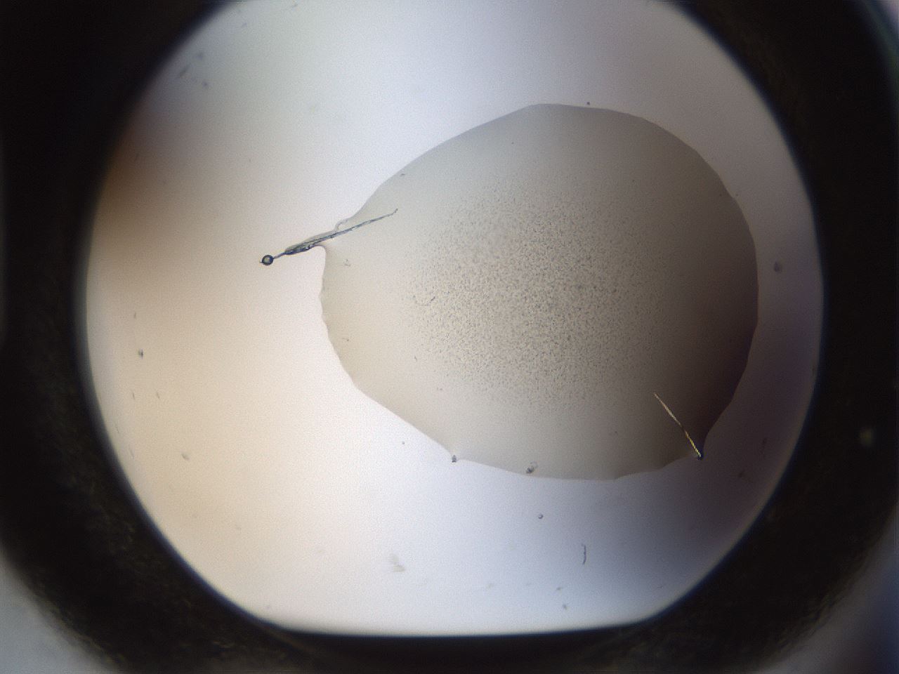 folderID933_plateID1933_batchID8255_wellNum92_profileID1_d1_r129100_ef.jpg