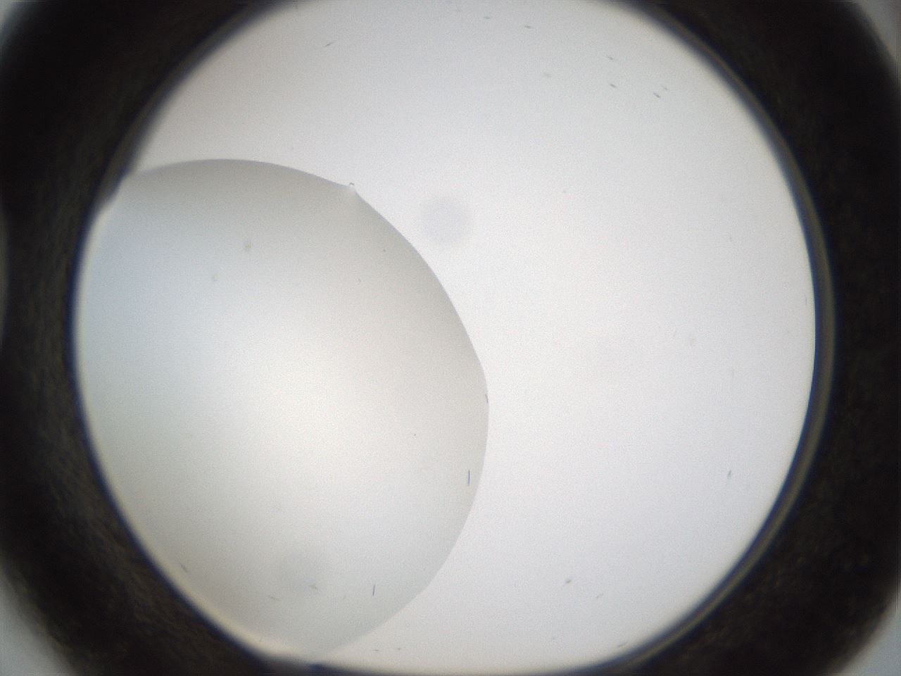 folderID963_plateID1963_batchID8609_wellNum41_profileID1_d1_r132838_ef.jpg