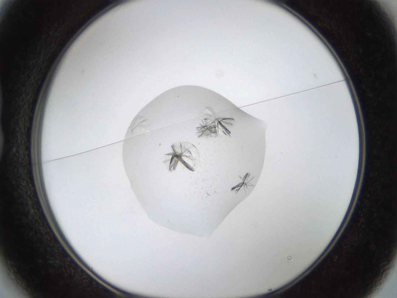 folderID964_plateID964_batchID1450_wellNum13_profileID1_d1_r37466_ef.jpg