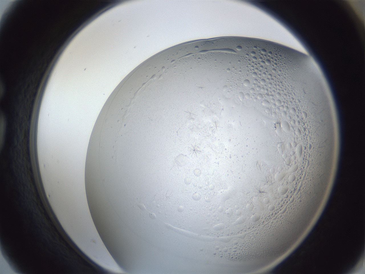 folderID966_plateID966_batchID1529_wellNum75_profileID1_d1_r37736_ef.jpg