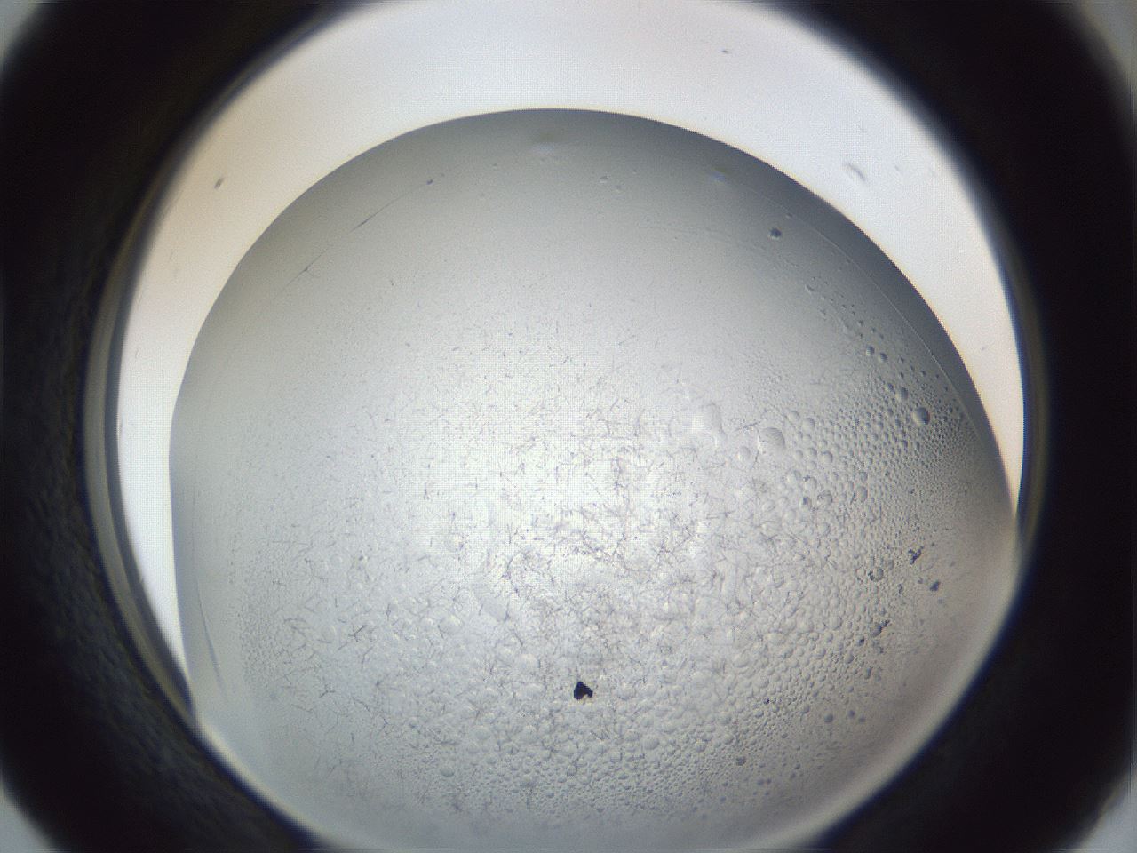 folderID966_plateID966_batchID1529_wellNum40_profileID1_d1_r37701_ef.jpg