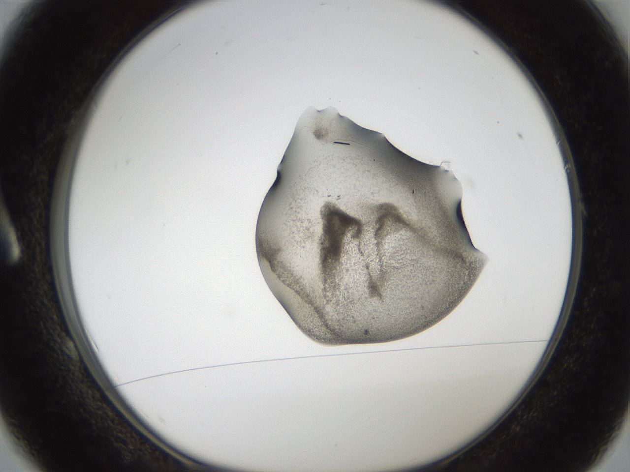 folderID96_plateID2096_batchID9451_wellNum1_profileID1_d1_r140106_ef.jpg