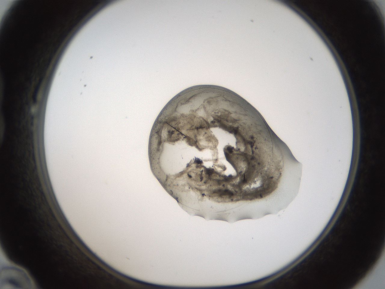 folderID96_plateID2096_batchID9451_wellNum22_profileID1_d1_r140127_ef.jpg