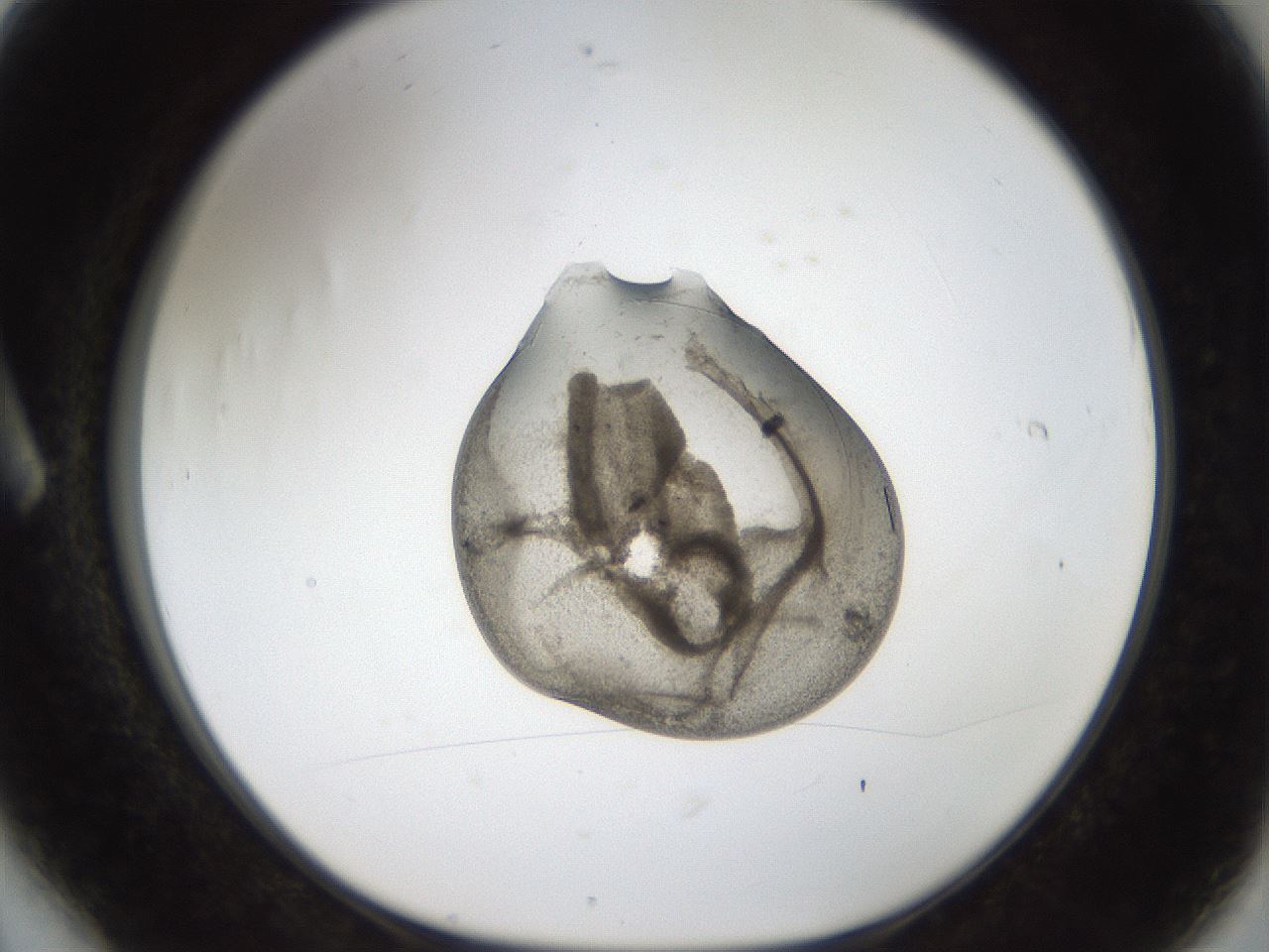 folderID96_plateID2096_batchID9451_wellNum6_profileID1_d1_r140111_ef.jpg