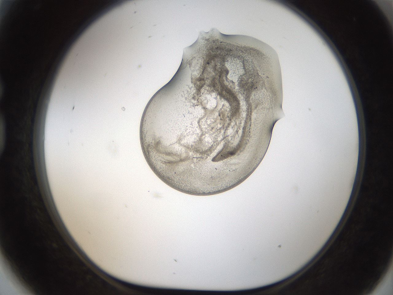 folderID96_plateID2096_batchID9451_wellNum81_profileID1_d1_r140186_ef.jpg