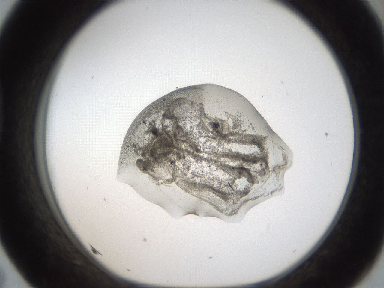folderID96_plateID2096_batchID9451_wellNum43_profileID1_d1_r140148_ef.jpg