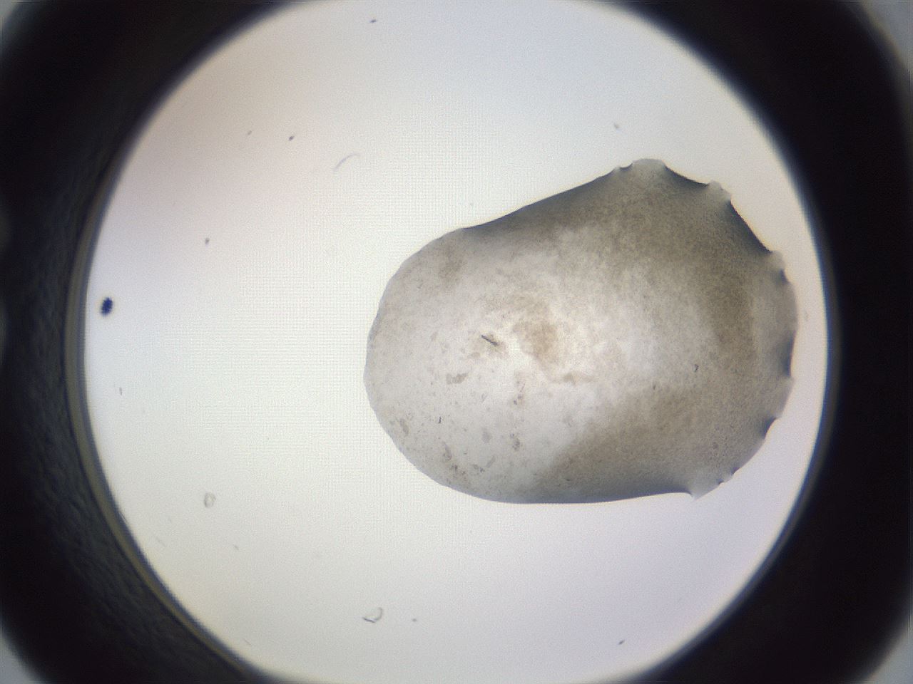 folderID980_plateID1980_batchID8602_wellNum30_profileID1_d1_r131472_ef.jpg