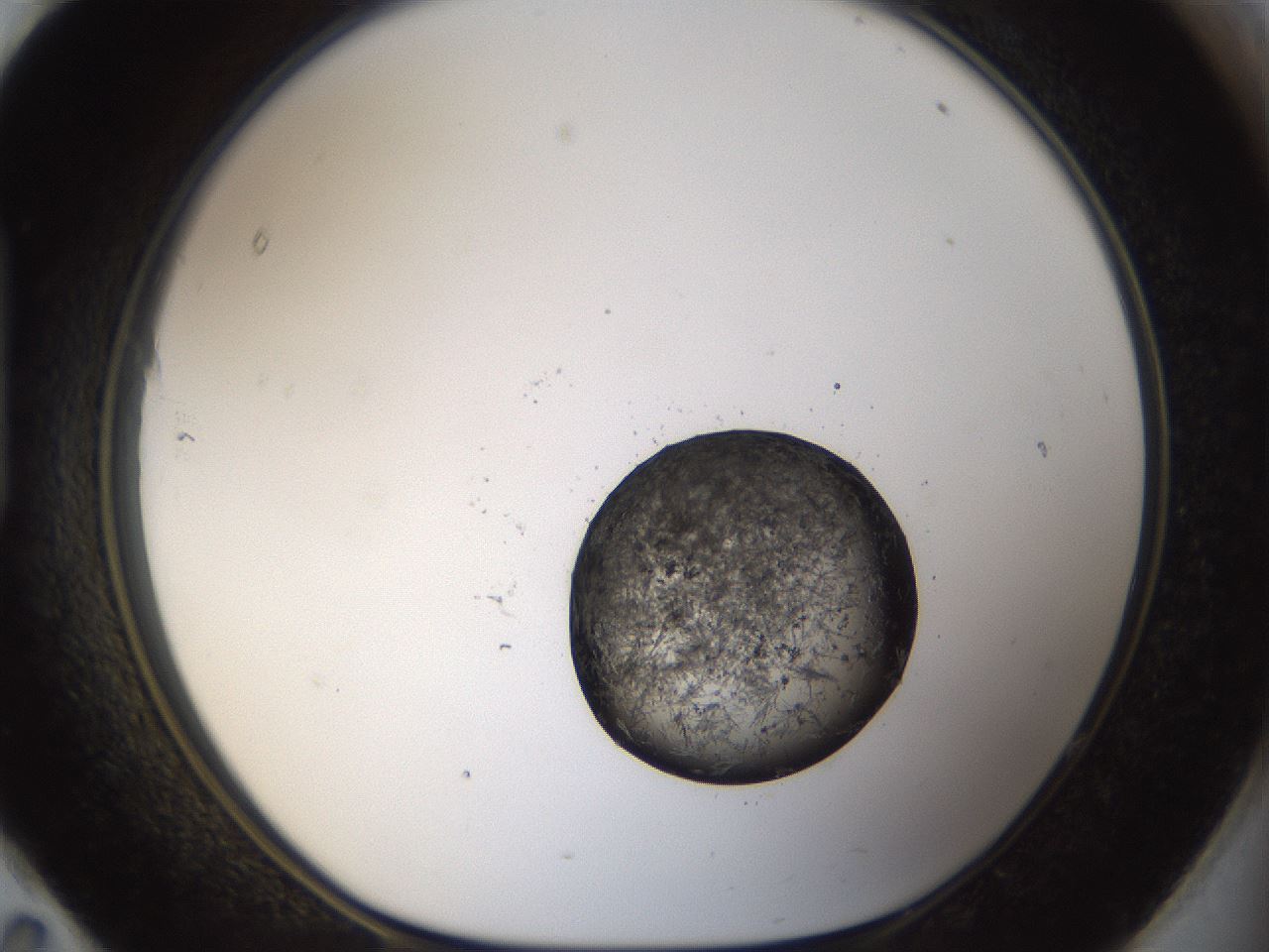 folderID981_plateID981_batchID1624_wellNum95_profileID1_d1_r38572_ef.jpg