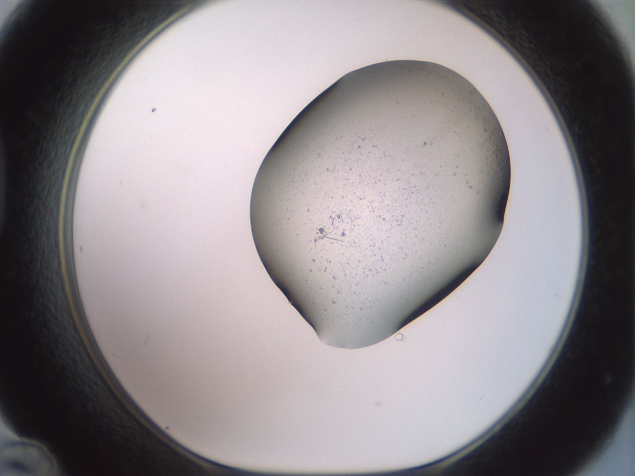 folderID982_plateID1982_batchID8340_wellNum48_profileID1_d1_r129529_ef.jpg