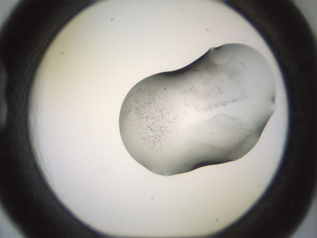 folderID982_plateID1982_batchID8344_wellNum18_profileID1_d1_r129499_ef.jpg