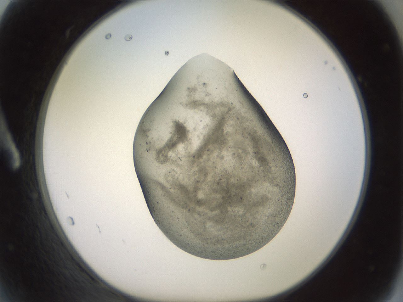 folderID982_plateID1982_batchID8451_wellNum2_profileID1_d1_r129483_ef.jpg