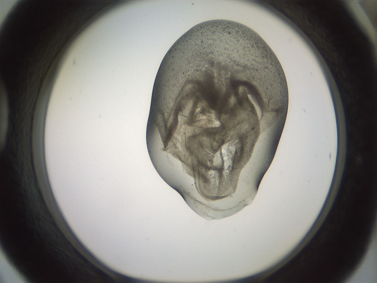 folderID982_plateID1982_batchID8451_wellNum42_profileID1_d1_r129523_ef.jpg