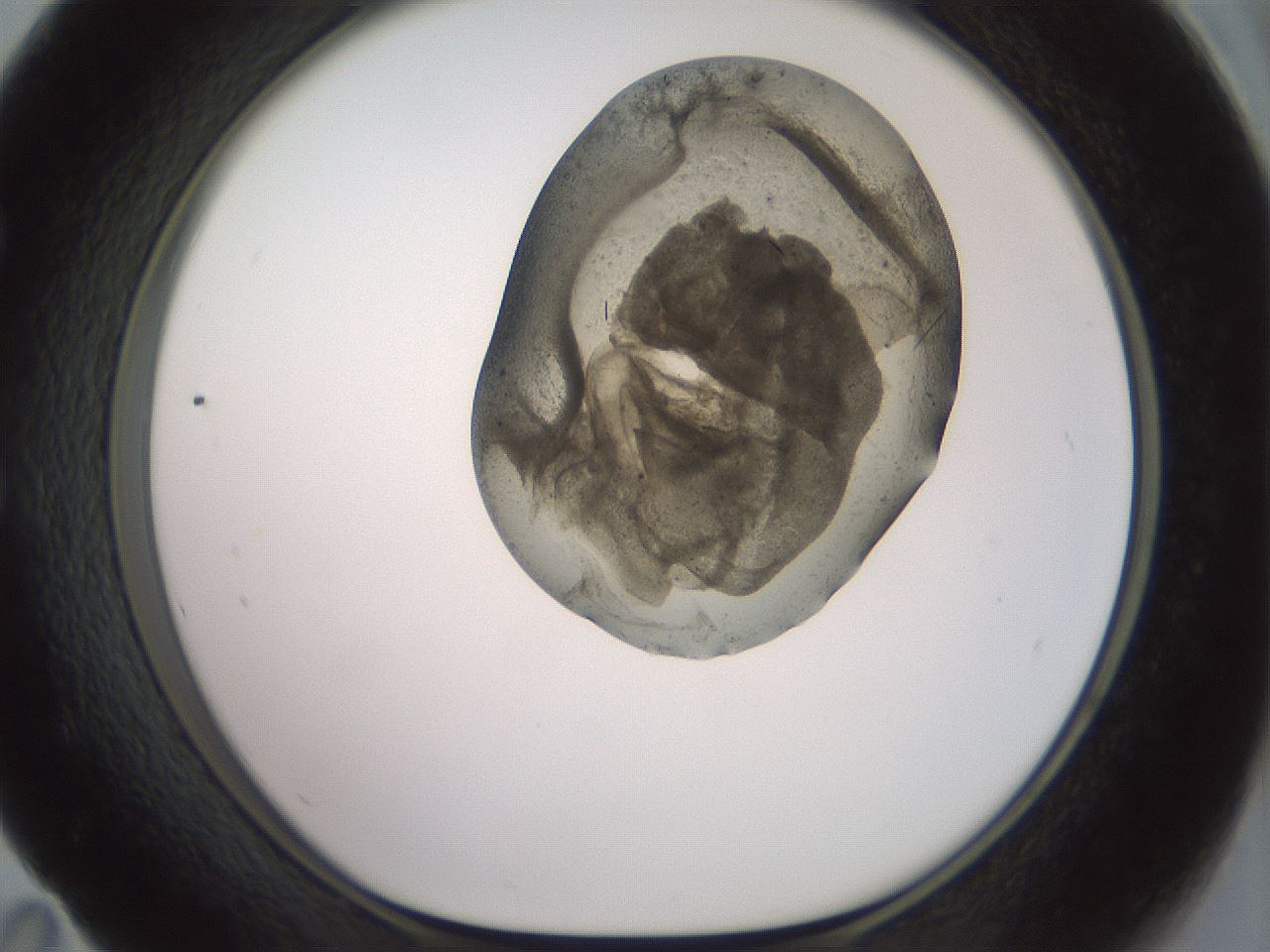 folderID982_plateID1982_batchID8451_wellNum59_profileID1_d1_r129540_ef.jpg