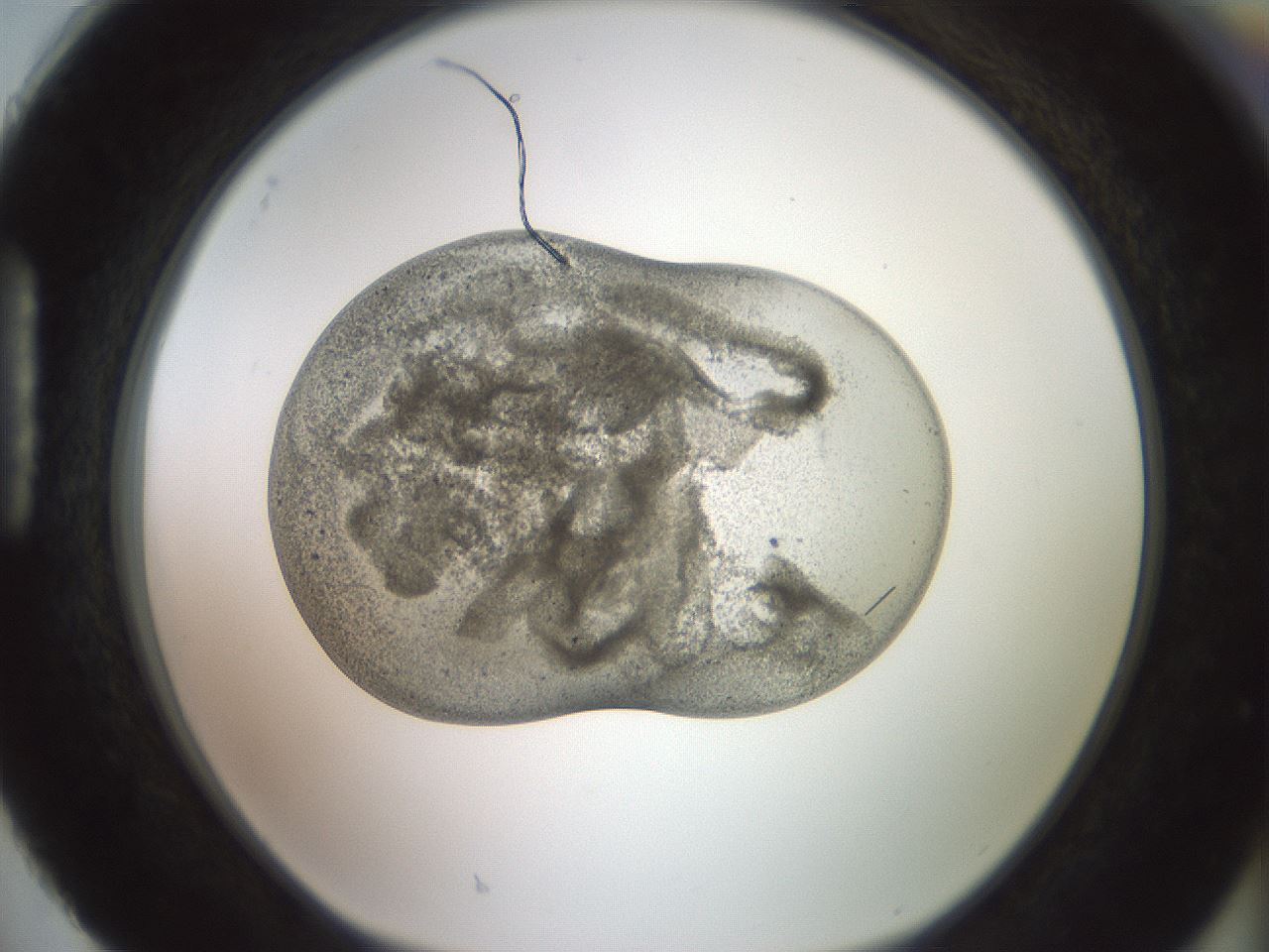folderID982_plateID1982_batchID8451_wellNum88_profileID1_d1_r129569_ef.jpg