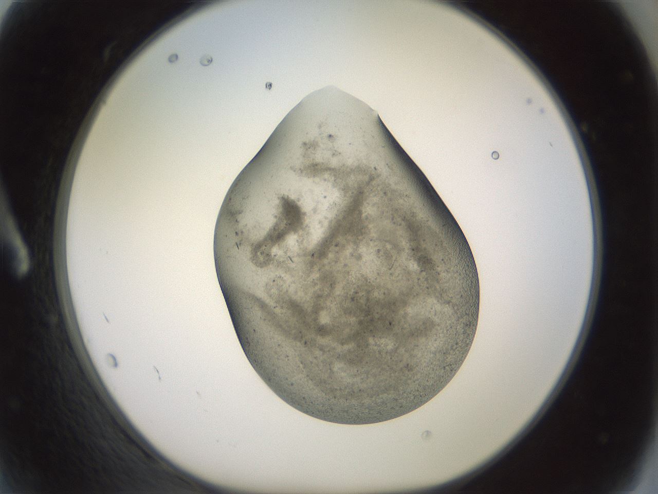 folderID982_plateID1982_batchID8585_wellNum2_profileID1_d1_r129483_ef.jpg
