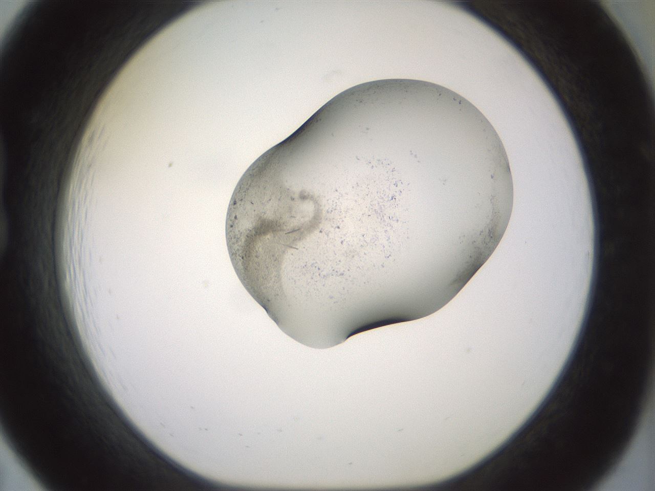 folderID983_plateID1983_batchID8450_wellNum19_profileID1_d1_r129404_ef.jpg