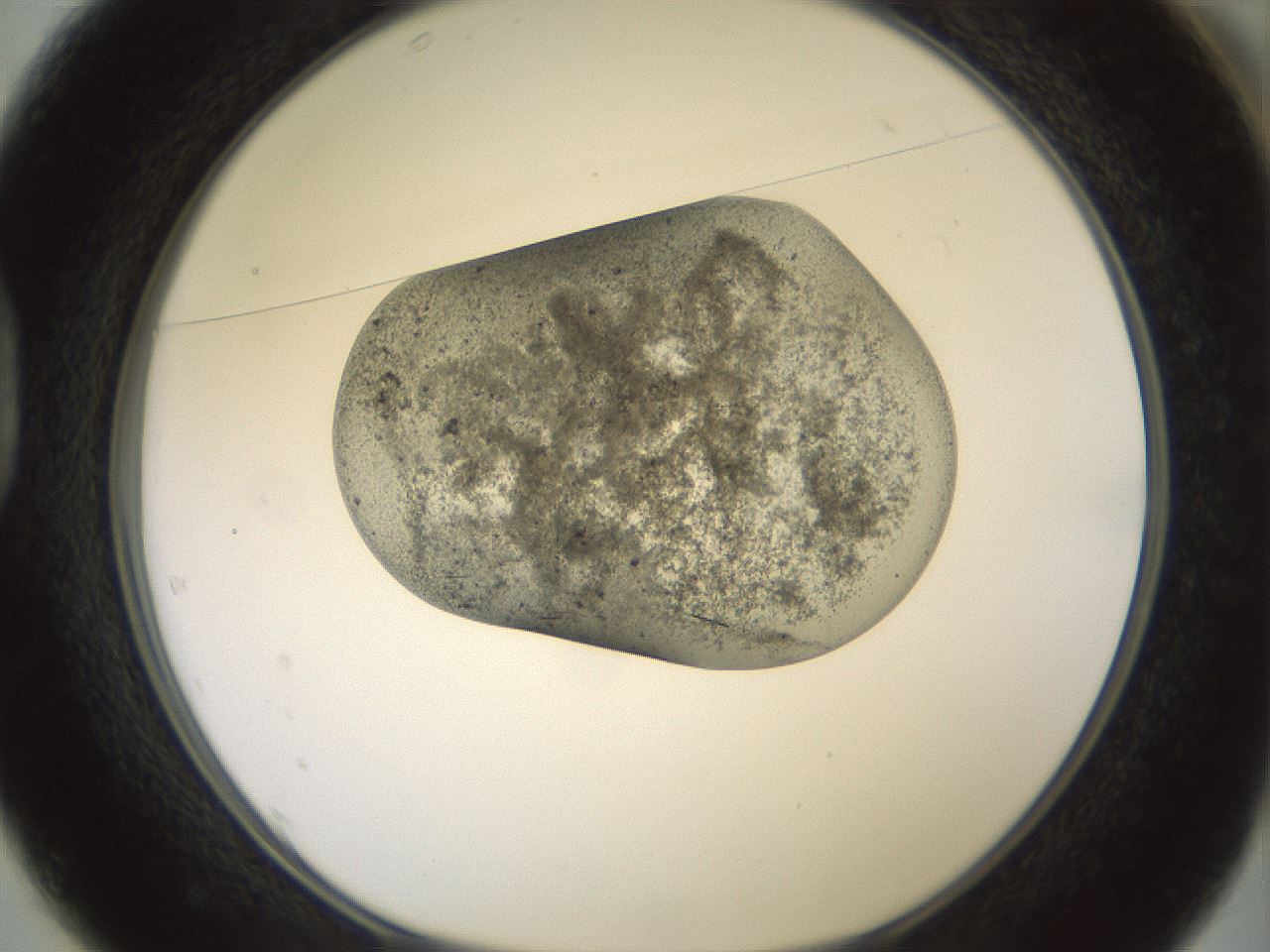 folderID983_plateID1983_batchID8450_wellNum37_profileID1_d1_r129422_ef.jpg