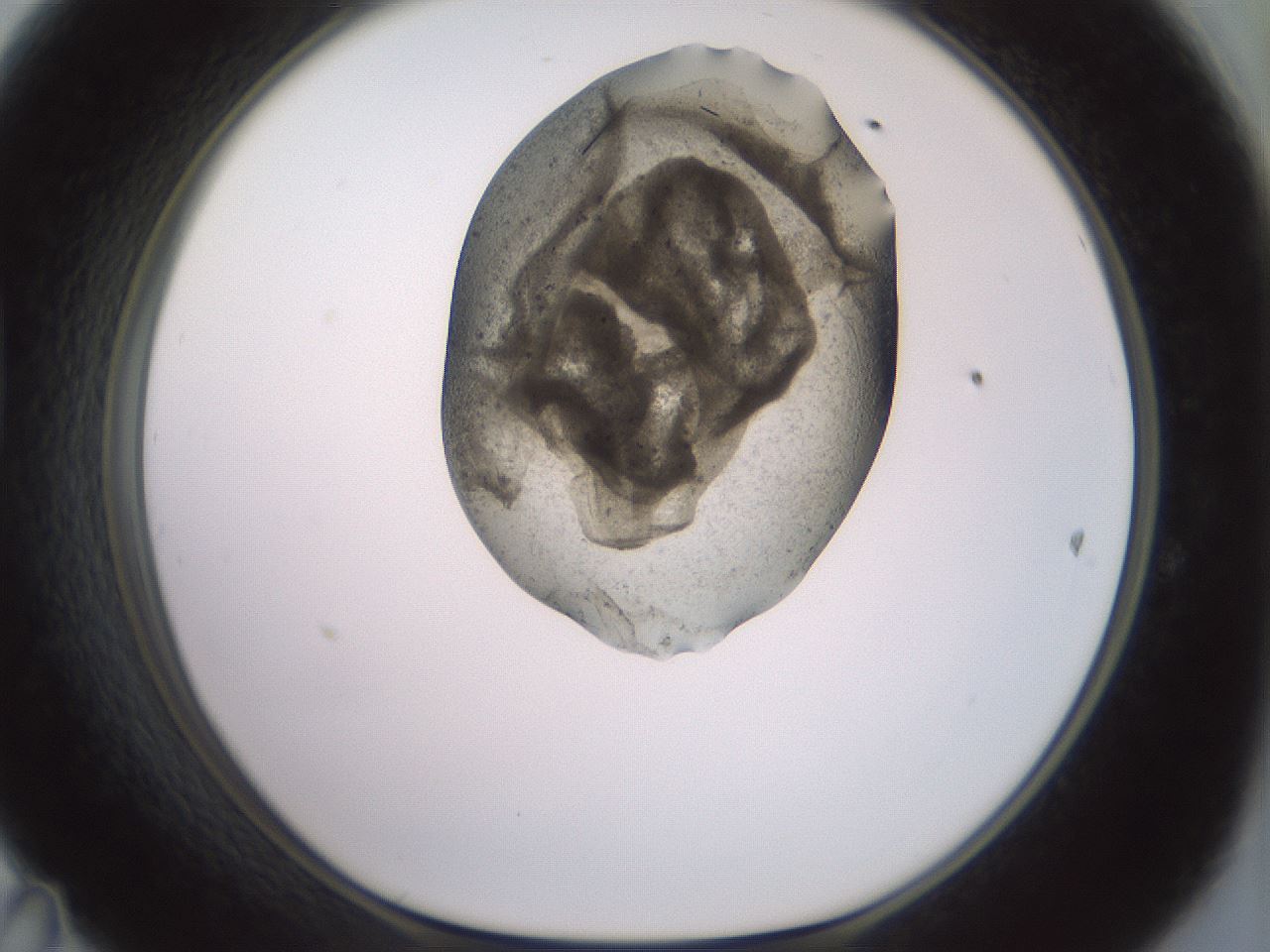 folderID983_plateID1983_batchID8450_wellNum47_profileID1_d1_r129432_ef.jpg