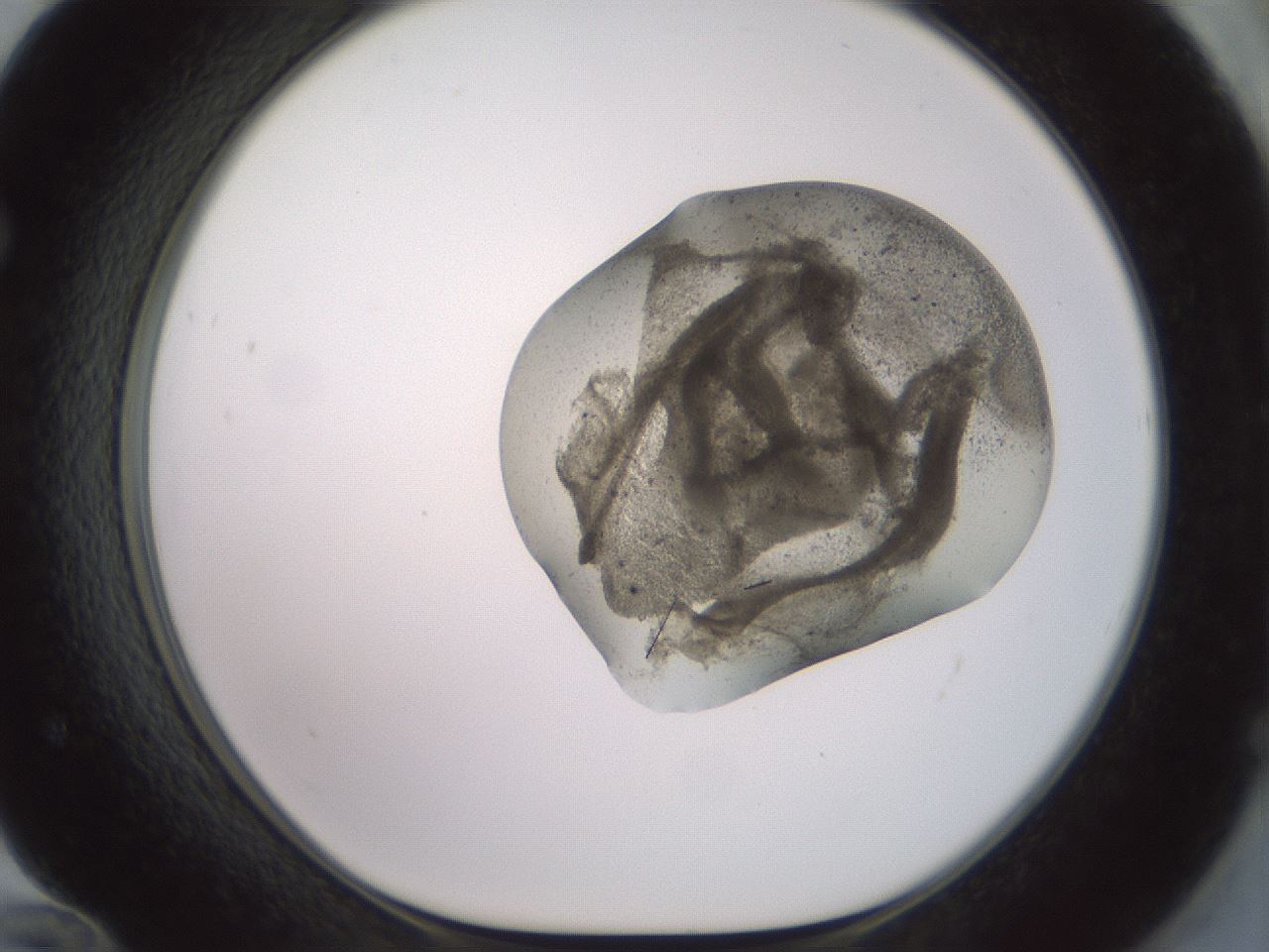 folderID983_plateID1983_batchID8450_wellNum72_profileID1_d1_r129457_ef.jpg