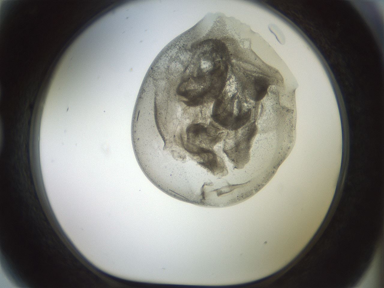folderID983_plateID1983_batchID8450_wellNum81_profileID1_d1_r129466_ef.jpg