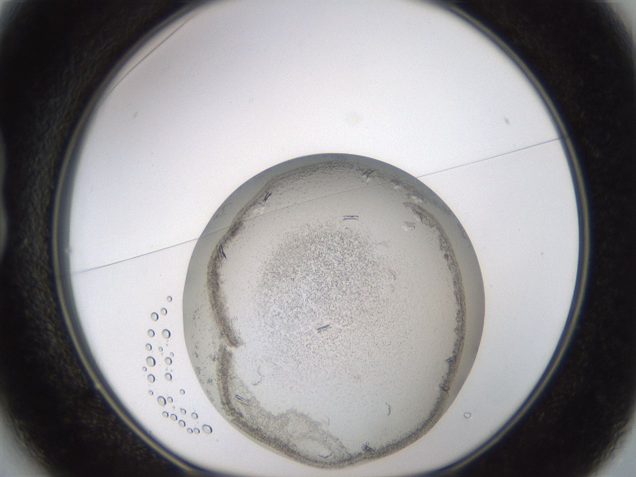folderID985_plateID2985_batchID16288_wellNum13_profileID1_d1_r247209_ef.jpg