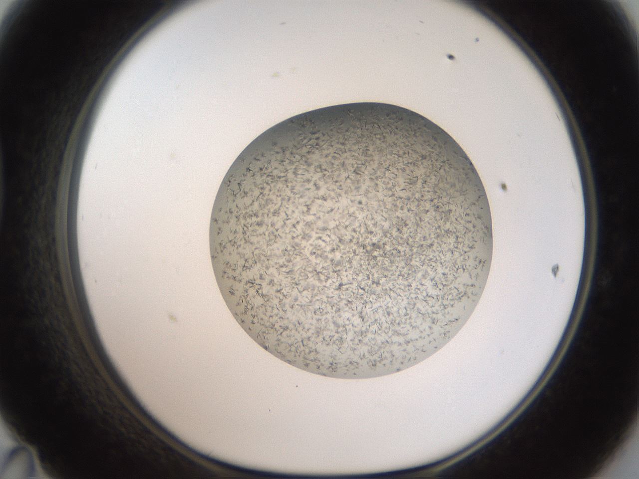 folderID993_plateID1993_batchID8624_wellNum47_profileID1_d1_r134724_ef.jpg