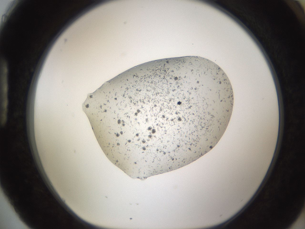 folderID996_plateID2996_batchID16411_wellNum88_profileID1_d1_r250927_ef.jpg