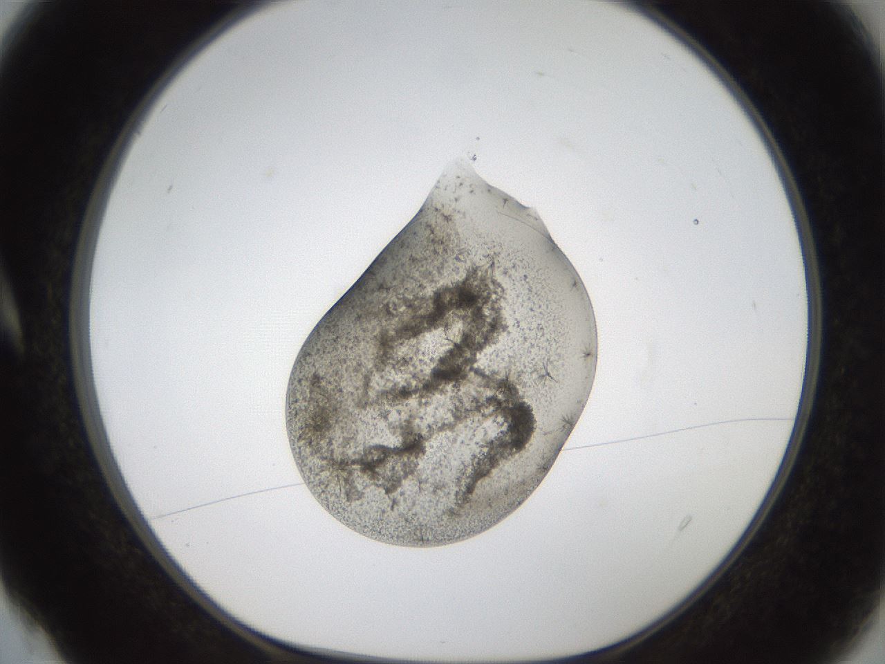 folderID99_plateID2099_batchID9448_wellNum4_profileID1_d1_r139821_ef.jpg