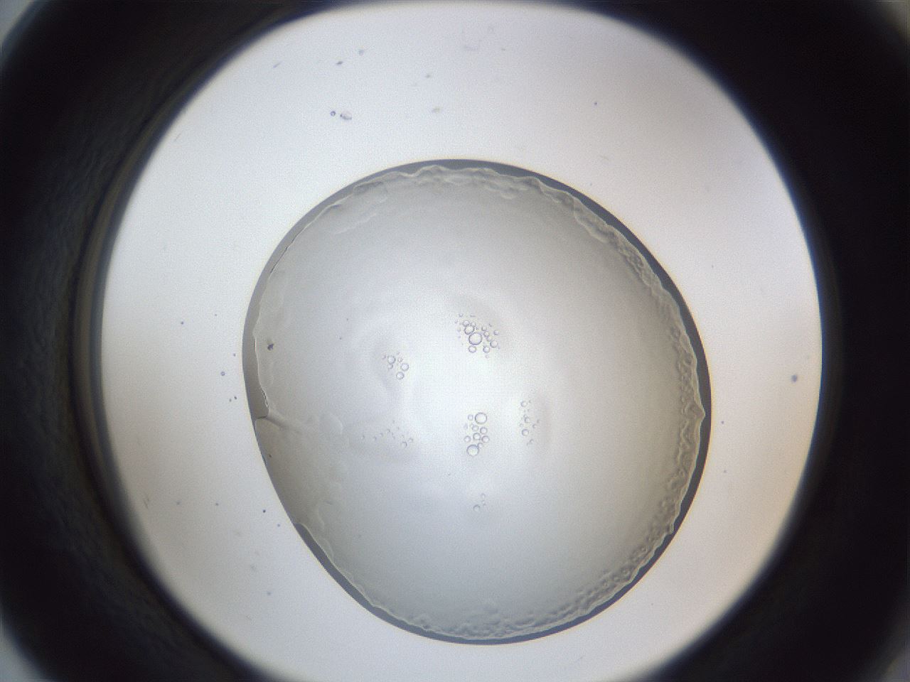 folderID165_plateID1165_batchID3737_wellNum80_profileID1_d2_r61246_ef.jpg