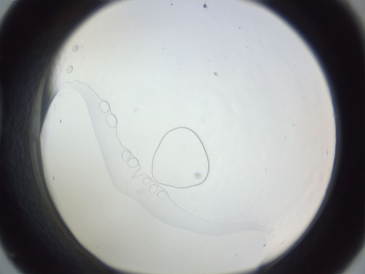 folderID167_plateID1167_batchID3741_wellNum45_profileID1_d1_r61559_ef.jpg