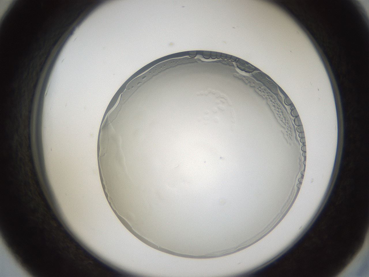 folderID206_plateID1206_batchID3608_wellNum42_profileID1_d2_r67027_ef.jpg