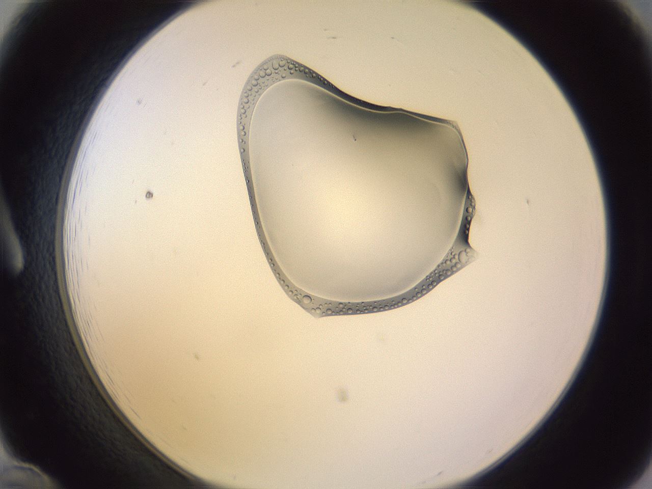 folderID279_plateID1279_batchID4143_wellNum12_profileID1_d1_r74894_ef.jpg