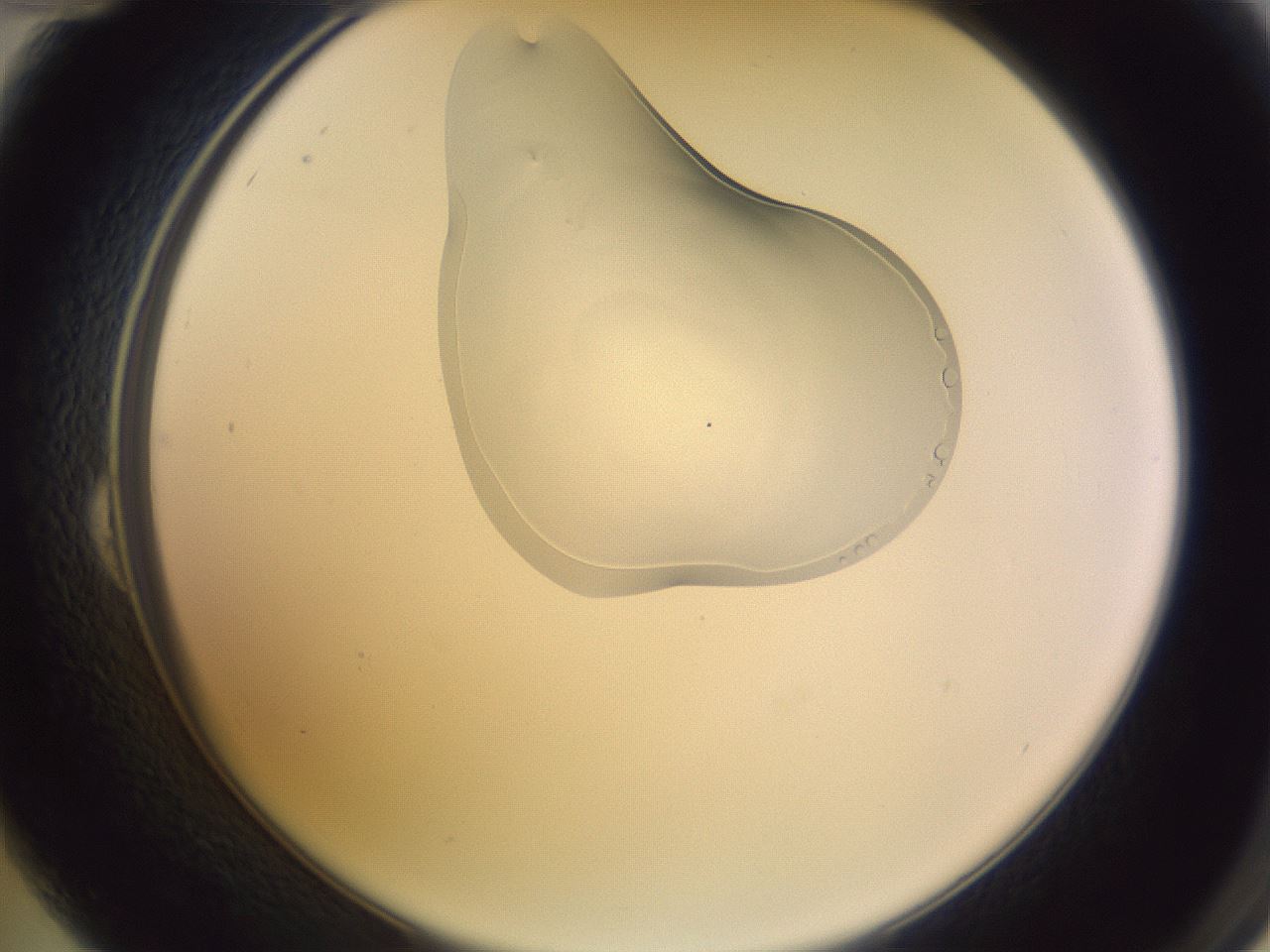 folderID280_plateID1280_batchID4885_wellNum24_profileID1_d2_r75303_ef.jpg