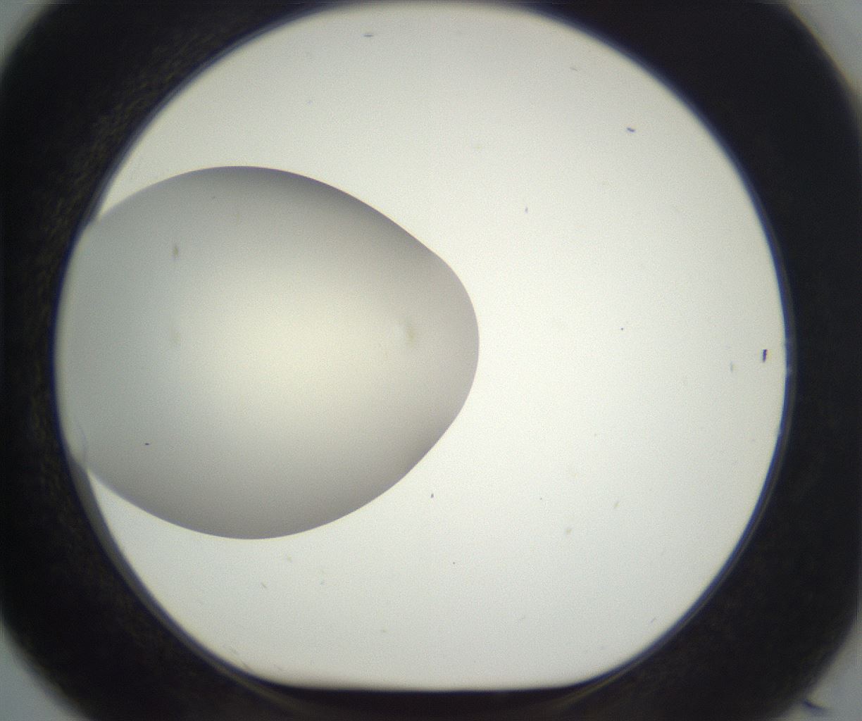 folderID297_plateID3297_batchID20785_wellNum91_profileID1_d1_r290542_ef.jpg