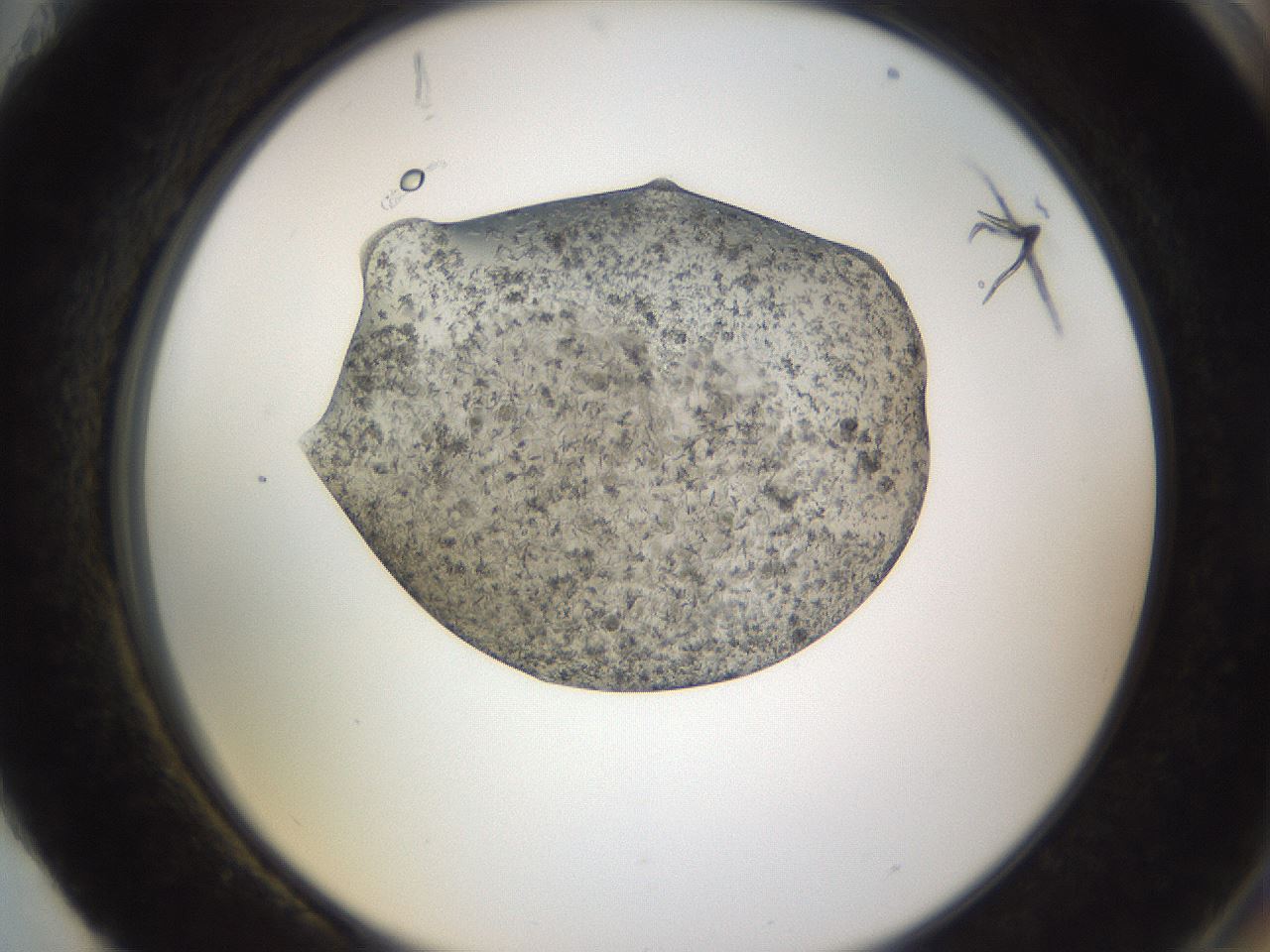 folderID309_plateID3309_batchID20126_wellNum88_profileID1_d2_r291421_ef.jpg