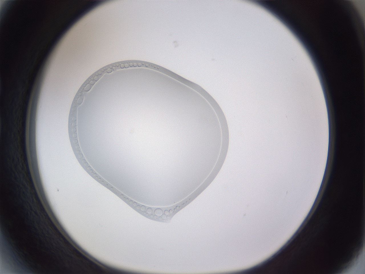 folderID461_plateID3461_batchID20429_wellNum27_profileID1_d1_r310874_ef.jpg