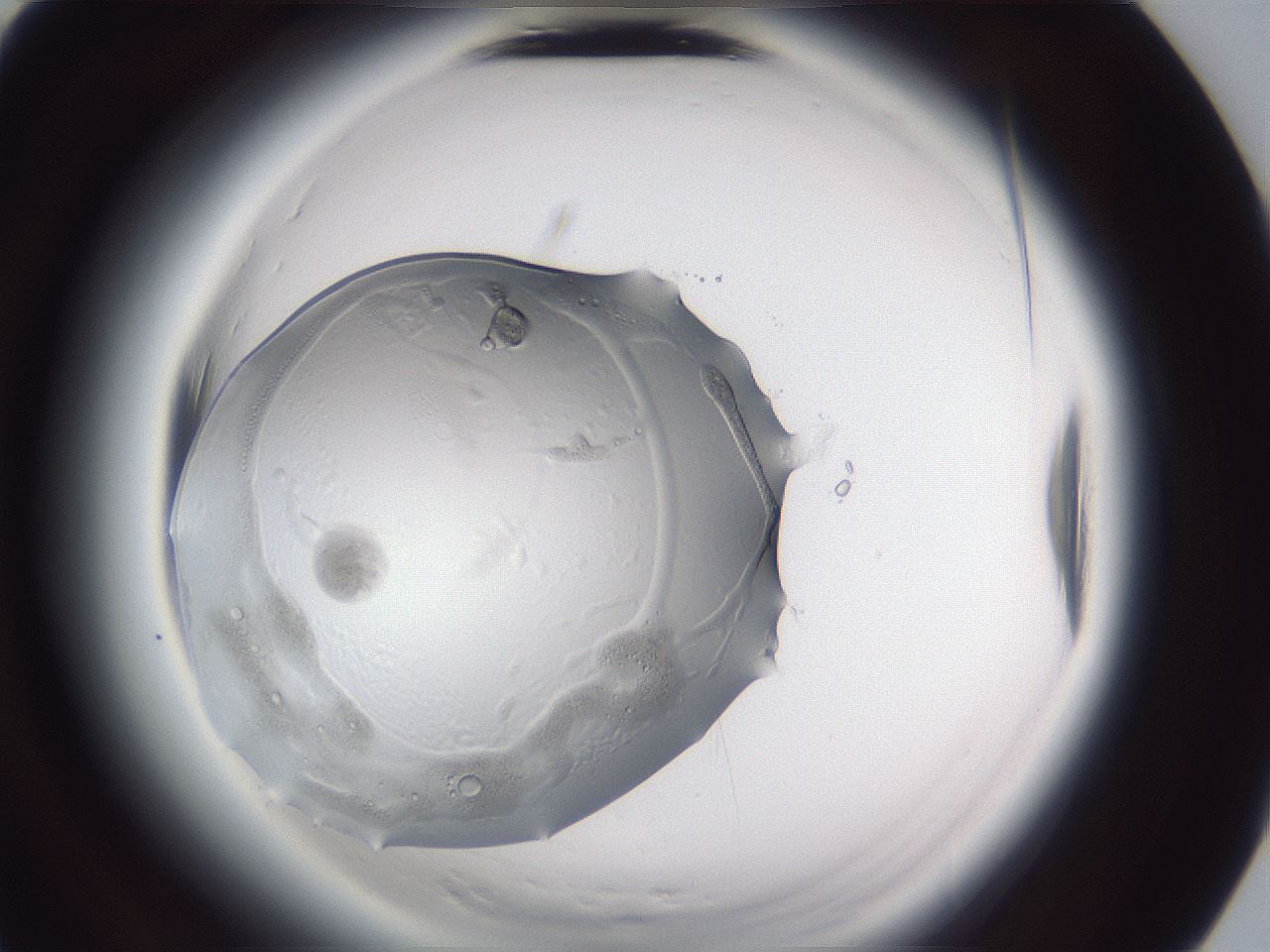 folderID598_plateID2598_batchID13057_wellNum91_profileID1_d3_r197561_ef.jpg