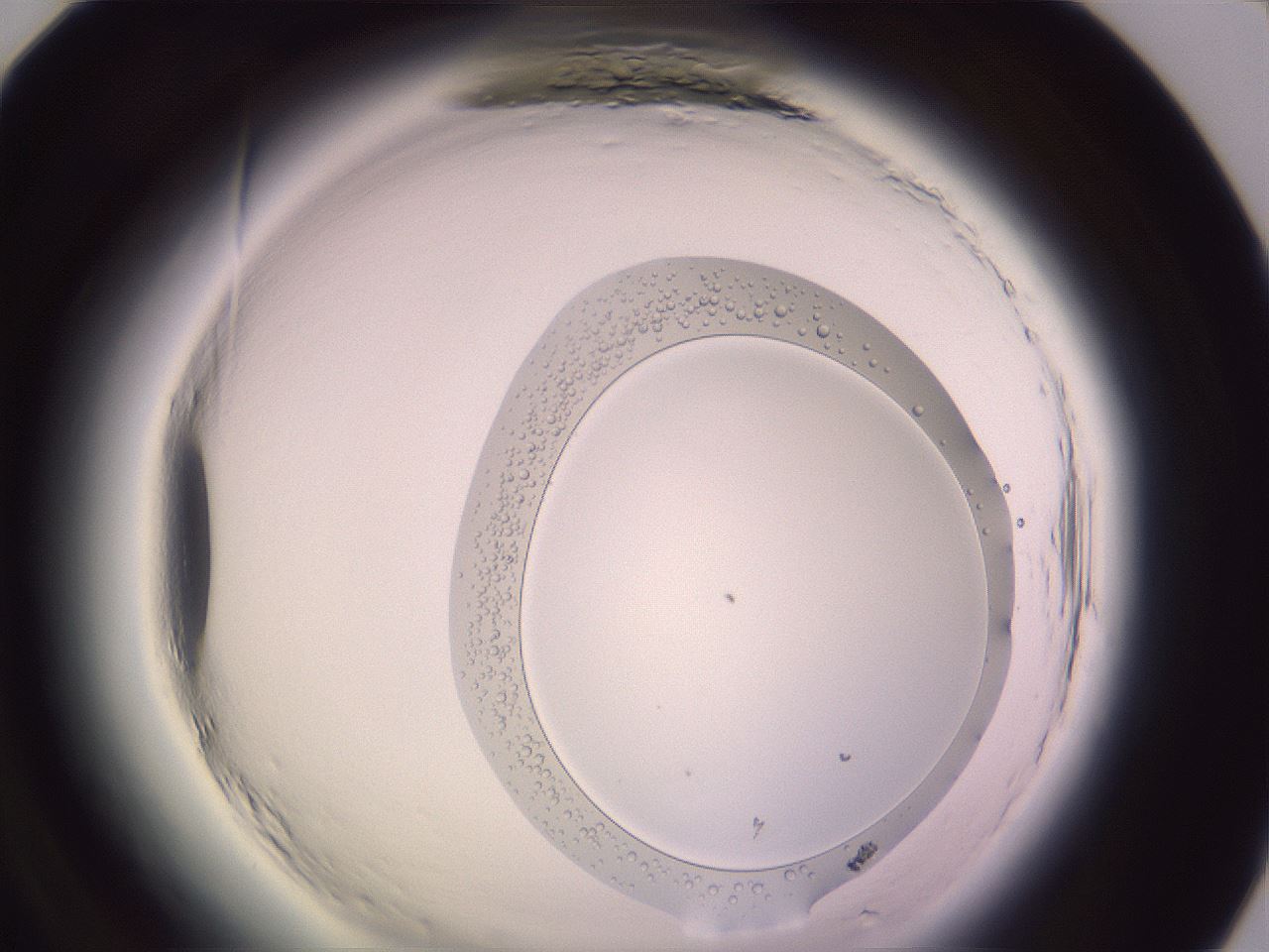 folderID605_plateID2605_batchID14321_wellNum84_profileID1_d1_r203011_ef.jpg