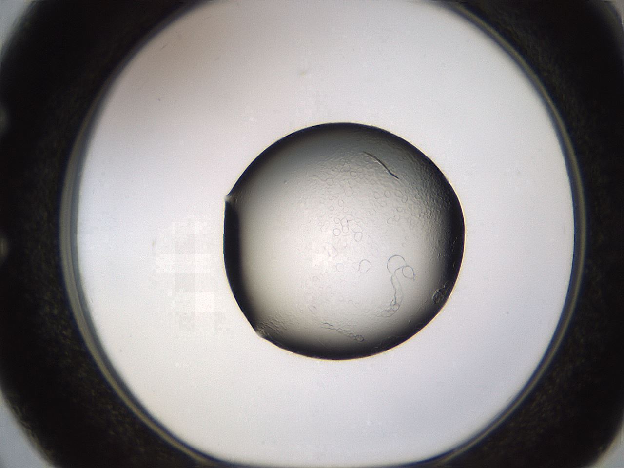 folderID741_plateID2741_batchID15781_wellNum50_profileID1_d1_r225788_ef.jpg