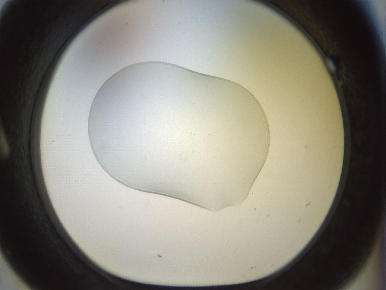 folderID924_plateID1924_batchID8294_wellNum7_profileID1_d1_r128588_ef.jpg