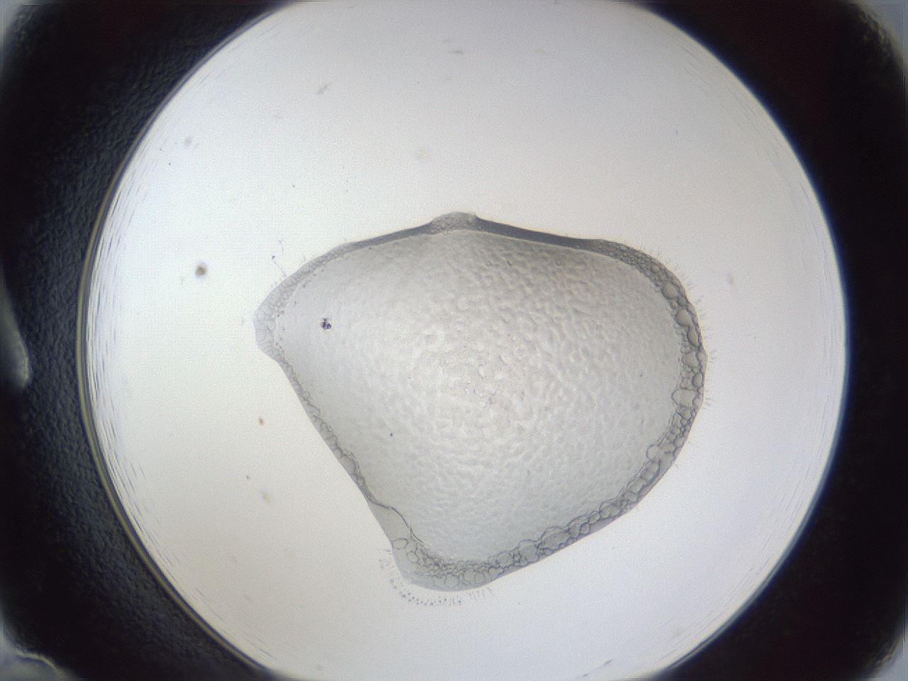 folderID927_plateID927_batchID1266_wellNum12_profileID1_d1_r33721_ef.jpg