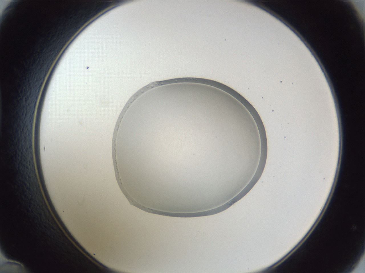 folderID936_plateID936_batchID1284_wellNum48_profileID1_d1_r34945_ef.jpg