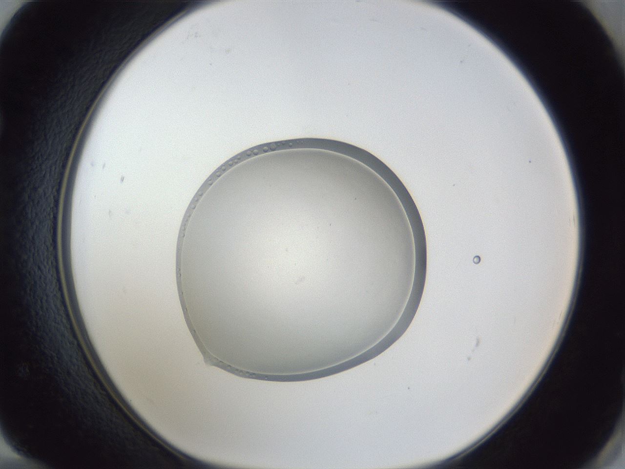 folderID936_plateID936_batchID1284_wellNum72_profileID1_d1_r34993_ef.jpg