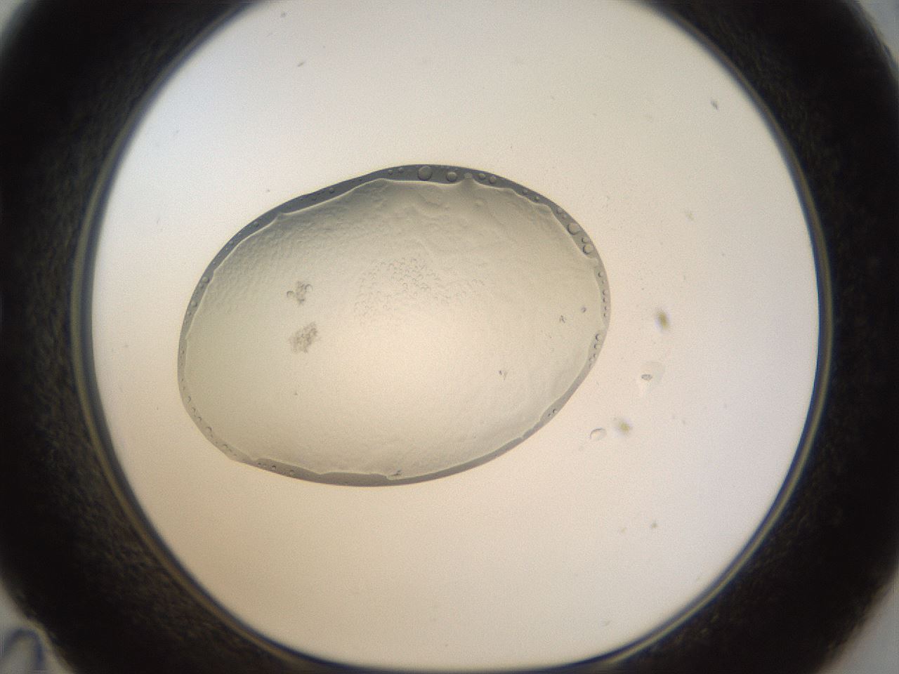 folderID935_plateID935_batchID1283_wellNum35_profileID1_d1_r34727_ef.jpg