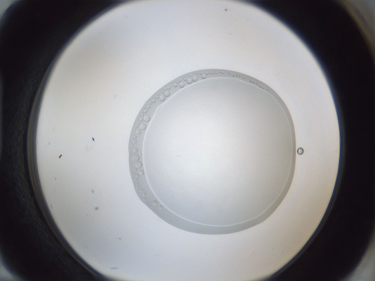 folderID936_plateID936_batchID1284_wellNum94_profileID1_d1_r35037_ef.jpg