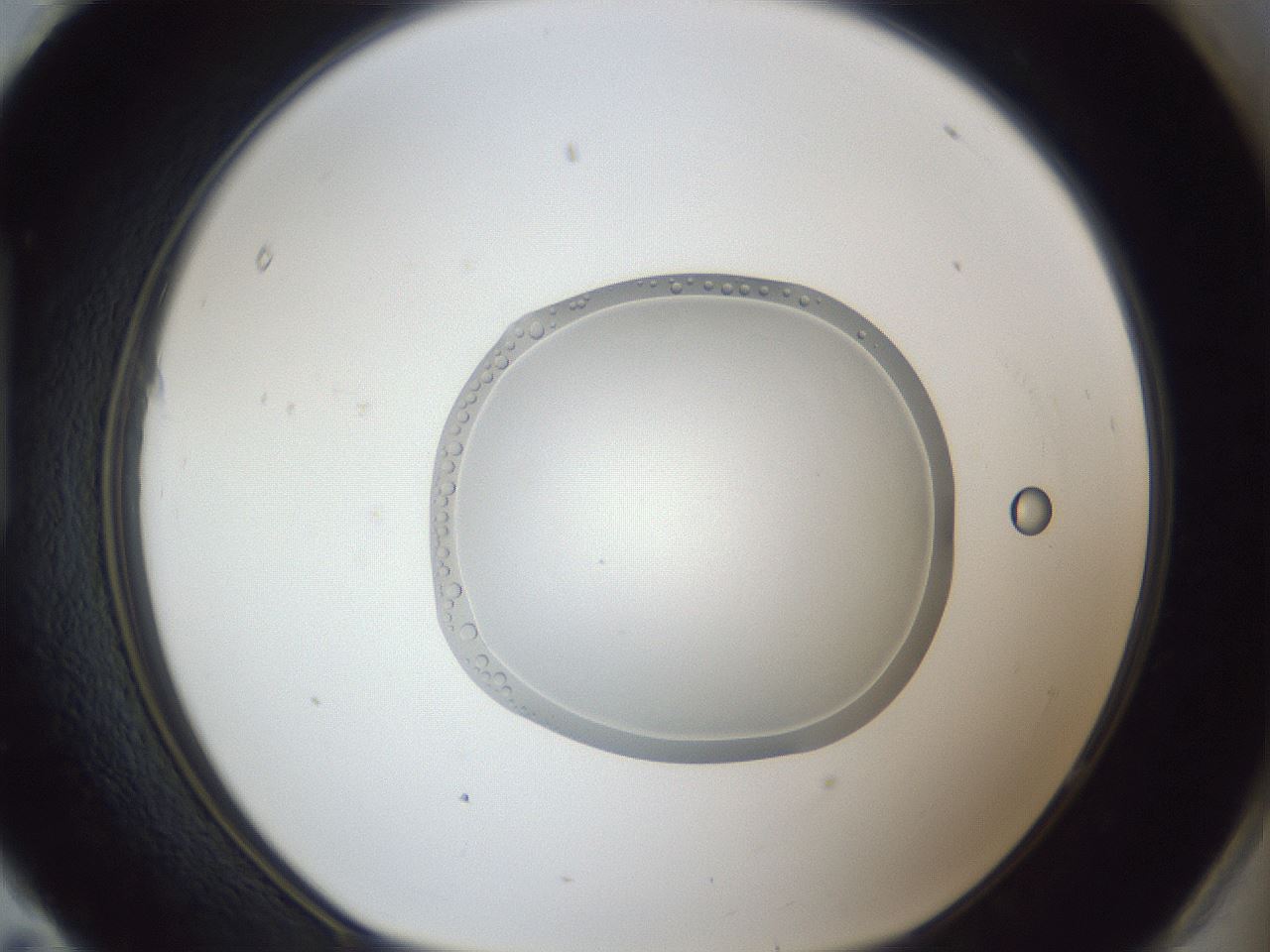 folderID936_plateID936_batchID1284_wellNum95_profileID1_d1_r35039_ef.jpg